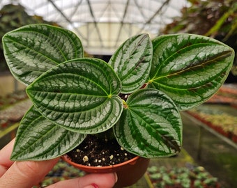 Ceratostema Gualaquizensis Actual Plant Free Shipping - Etsy