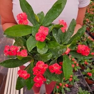 Crown of thorn live 5&quot; plant , pink euphorbia milii flowering cactus, full sun outdoor blooming plant  | 2 plants required per order |