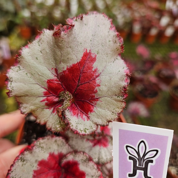 Bégonia Harmony's Baby Dragon Heart dans un pot de 4 po., bégonia vivant, bégonia Rex | 2 articles minimum sur les commandes |