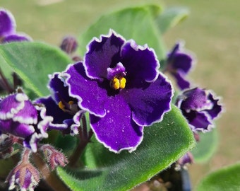 Currently Blooming African Violet live plant in a 4" pot | Purple with White edge Violet | 2 plants required per order |