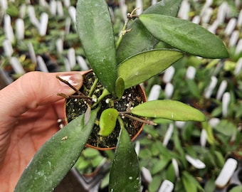 Hoya plant David Cummingii, wax vine plant , great gift for tropical houseplant lovers | 2 plants required per order |