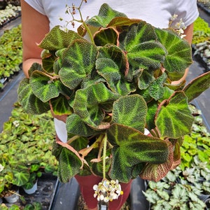 Soli Mutata begonia plant in a 5" pot, Live plant Rhizomatous Begonia | 2 plants required per order |