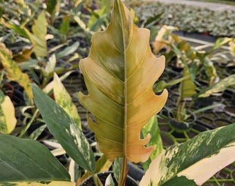 Philodendron Carmel Pluto Variegated in 4" Pot | Rare Variegated Philodendron | Collector Aroid | Tropical Houseplant | Live Plant