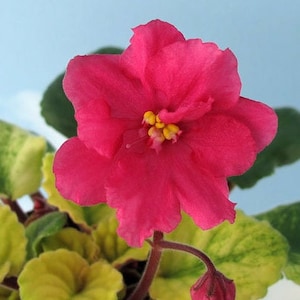 Sunny Salmon African Violet live plant, young pre-finished starter in a 4" pot | 2 plants required per order |