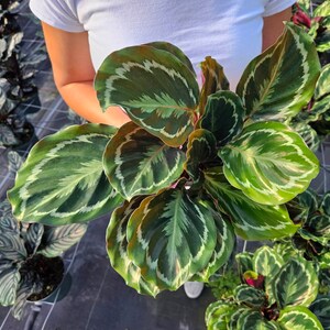 Calathea Medallion live plant in a 4" pot, calathea indoor tropical houseplant | 2 plants required per order |