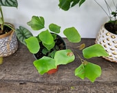 Artikel aus diesem Shop