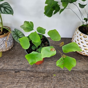 Maidenhair silver dollar Fern plant 4" Large Silverdollar maidenhair fern, young potted starter plants | 2 plants required per order |