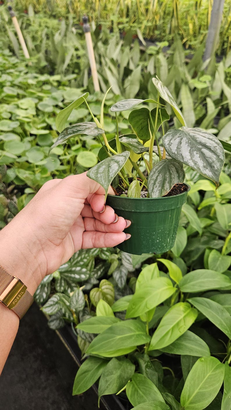 Philodendron brandtianum - Thumbnail 4