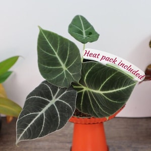 Alocasia Black Velvet live plant in a 4" pot | 2 plants required per order |