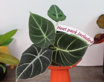 Alocasia Black Velvet live plant in a 4" pot | 2 plants required per order |