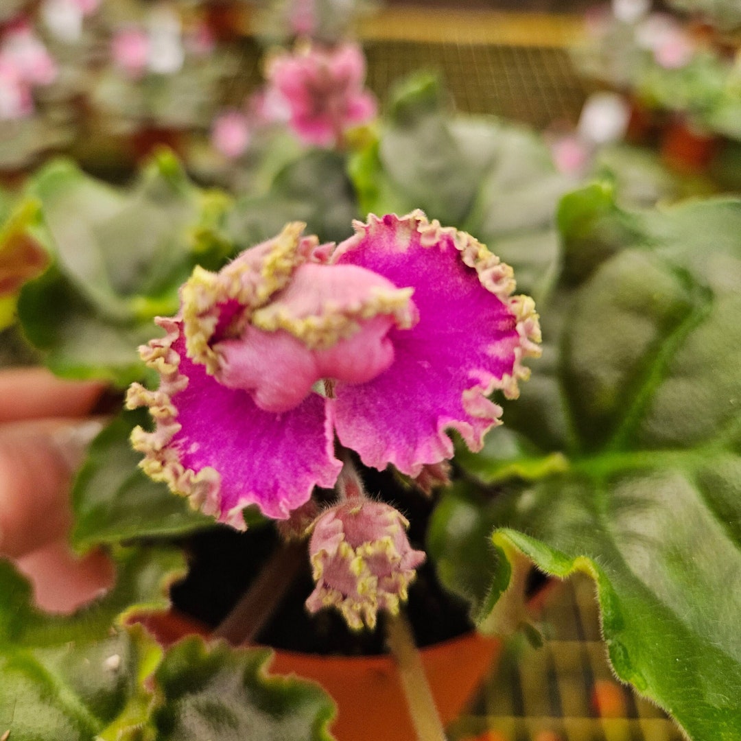 LE Green Rose African Violet Live Plant, Young Prefinished Starter in