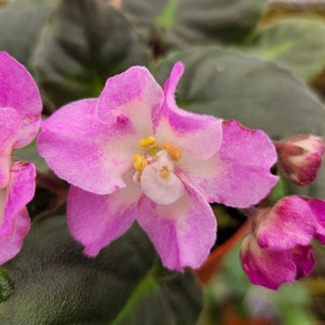 Hawaiian Pearl African Violet live plant, young pre-finished starter in a 4&quot; pot | 2 plants required per order |