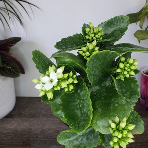 LIVE Blooming Kalanchoe blossfeldiana plant 4.5 pot, flaming katy flowering Kalanchoes, Live potted plant, 2 item minimum on orders image 1