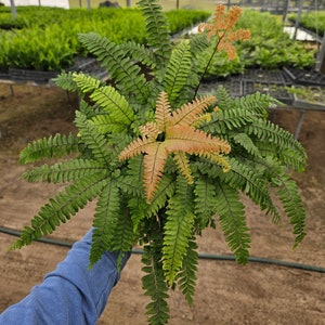 Fern plant, Rosy Maidenhair fern in a 6" pot, Adiantum hispidulum Rosy Fern, small maidenhair fern | 2 plants required per order |