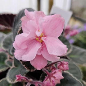 Rivermist Venus African Violet live plant, young starter in a 4&quot; pot | 2 plants required per order |
