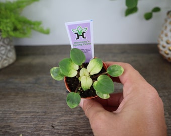 Harmony's Spring Fever Mini African Violet live plant in a 2" pot, Miniature SingleBloom Blue variegated | 2 plants required per order |