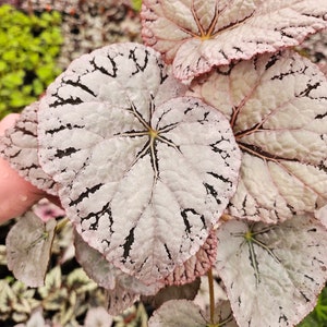 Begonia Silver Dollar, White Gray Variegated Live House Plant in a 5 pot, terrarium vivarium 2 item minimum on orders image 4