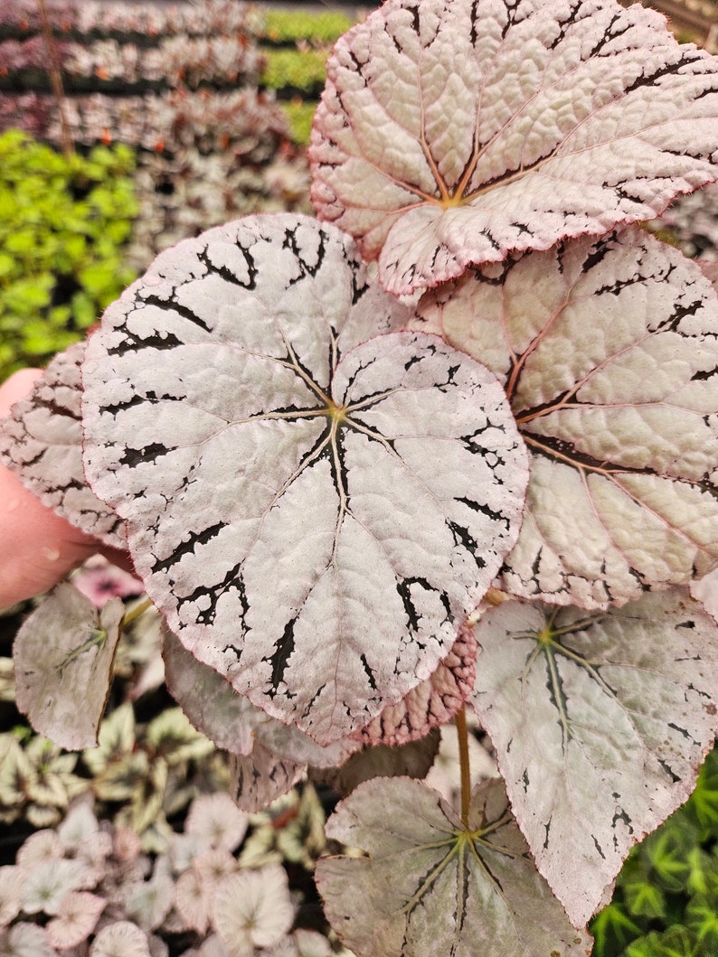 Begonia Silver Dollar, White Gray Variegated Live House Plant in a 5 pot, terrarium vivarium 2 item minimum on orders image 4