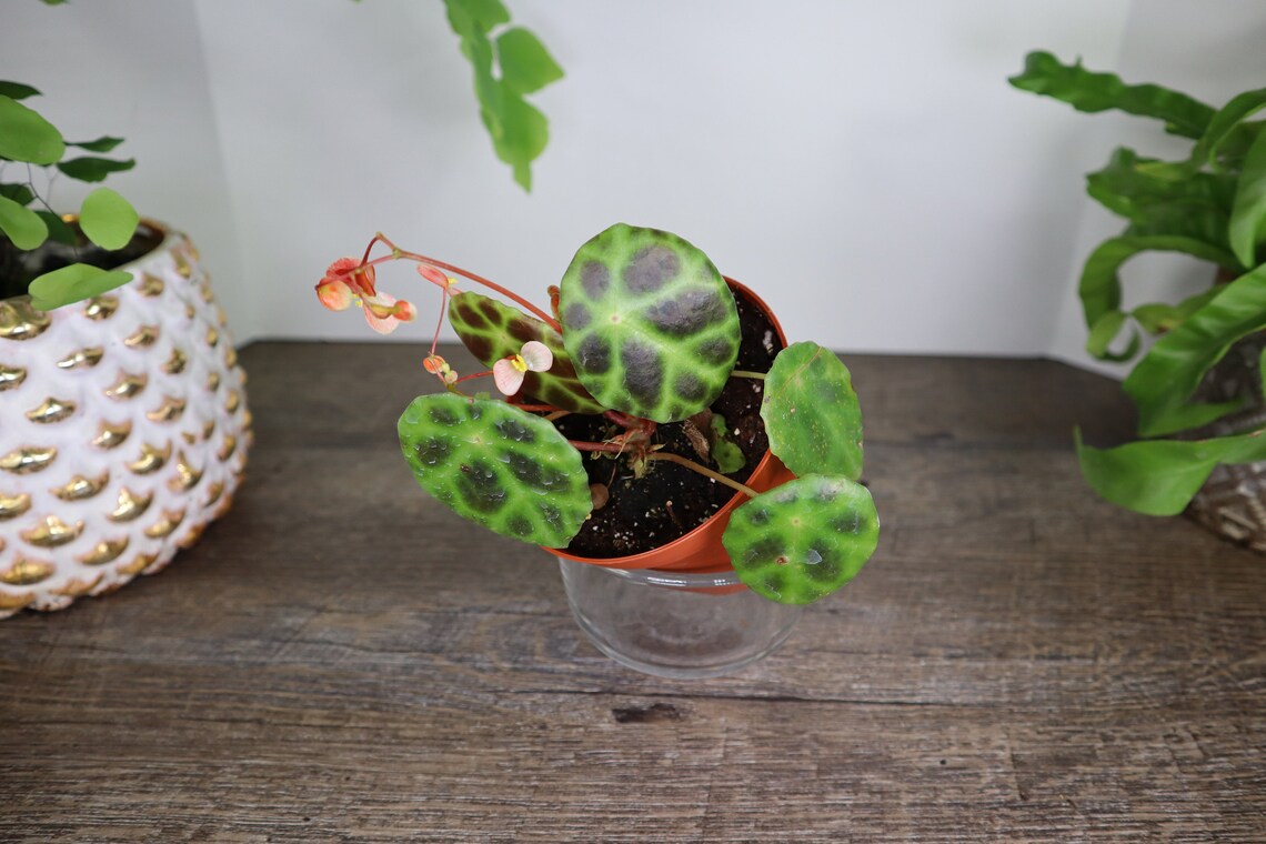 Begonia Kingiana Tortoise Shell Begonia Live Terrarium Etsy