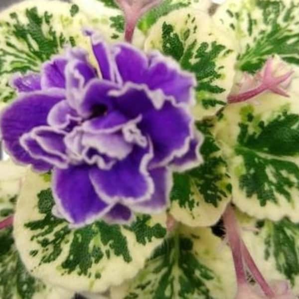 Hunter's Credence African Violet live plant, young pre-finished starter in a 4" pot | 2 plants required per order |