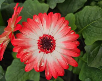 Currently Blooming Gerbera Daisy plant 5" pot, Mystery color, bi-color Daisy plant  | 2 plants required per order |