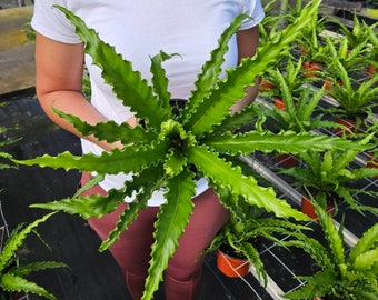 Birds Nest Fern plant Victoria in a 6" pot, Asplenium live plant | 2 plants required per order |