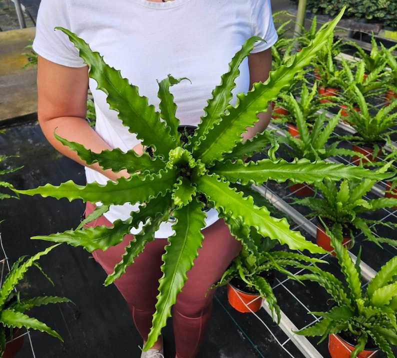 FreshFromGreenhouse Austral Gem Bird's Nest Fern - Thumbnail 5