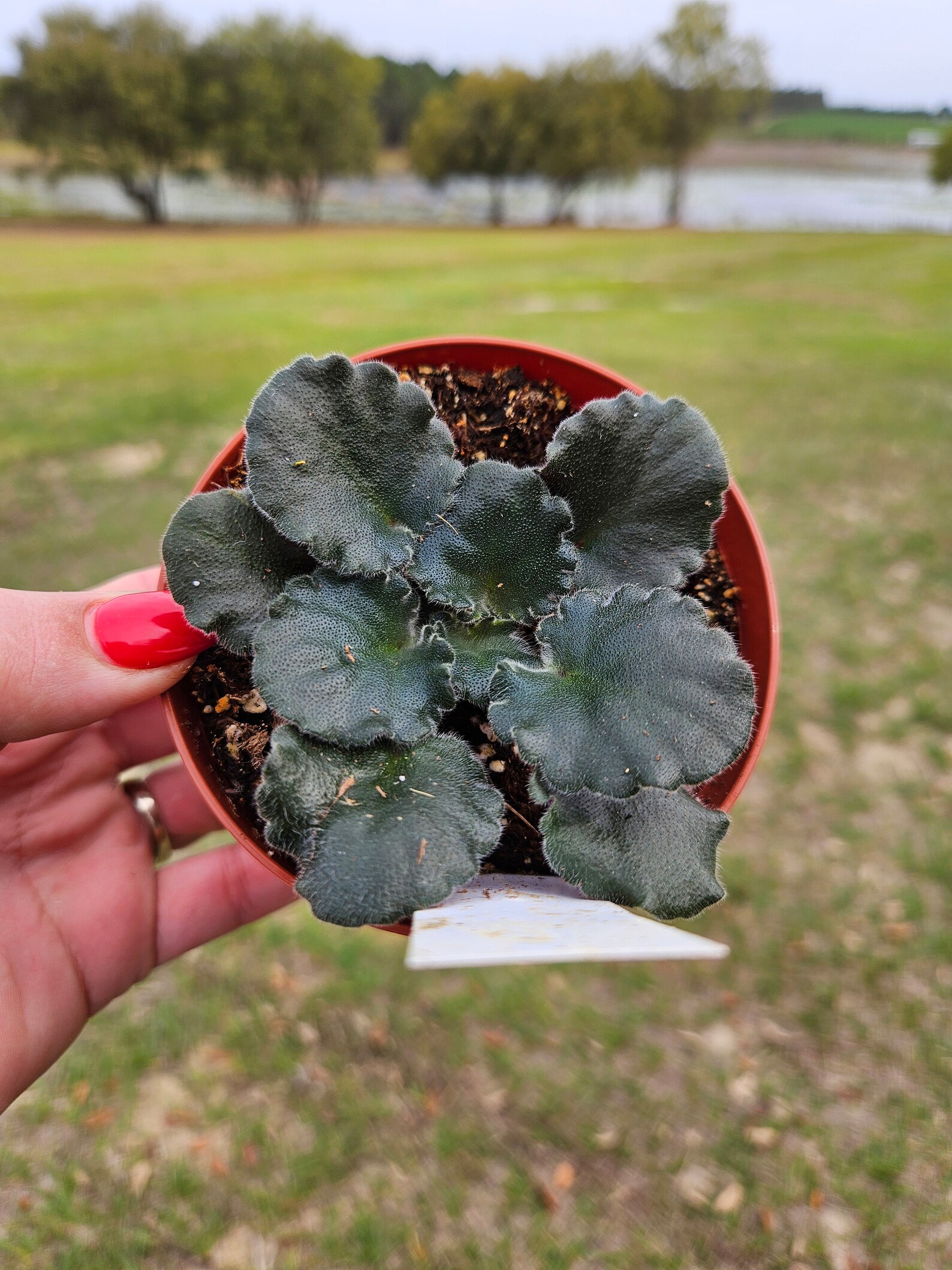 Lemon Wip Lemon Whip African Violet Live Plant, Young Pre-finished Starter in a 4 ...