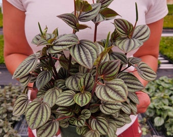 Peperomia Piccolo Banda live plant in a 4" pot | 2 plants required per order |