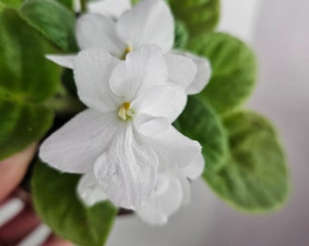 Currently blooming African Violet live plant flowering 4.5" live african violet plant, blooming Violet plant | 2 plants required per order |