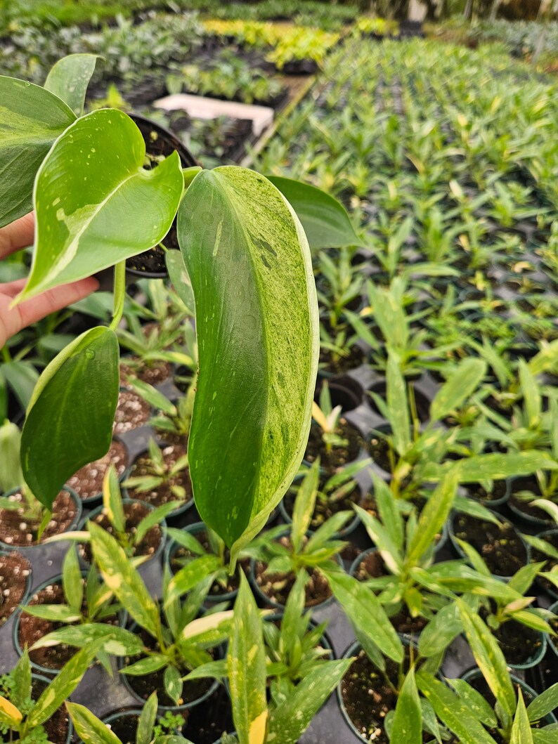 Philodendron Jose Buono live plant in a 4 pot, Variegated philodendron plant 2 plants required per order image 3