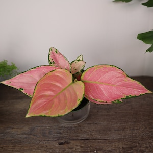 Aglaonema light pink plant, light pink Chinese evergreen live plant in a 4&quot; pot *2 item minimum on orders*