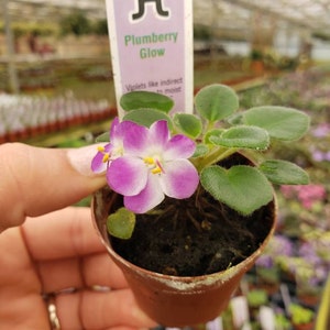 Plumberry Glow Mini African Violet live plant in a miniature 2&quot; pot | 2 plants required per order |