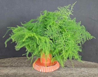 Asparagus Fern plant 4", Plumosa fern live plant indoor asparagus fern | 2 plants required per order |