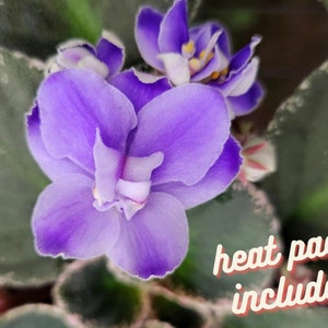 Picasso African Violet live plant, young pre-finished starter in a 4" pot | 2 plants required per order |