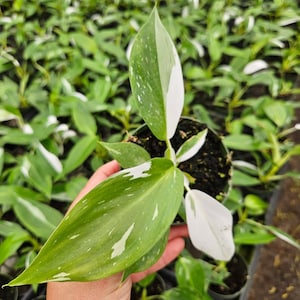 Philodendron White Wizard plant in a 4&quot; pot, live rare tropical philodendron houseplant *2 item minimum with all orders*