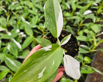 White Wizard Philodendron live tropical plant in a 4" pot, white variegated philodendron *2 item minimum with all orders*