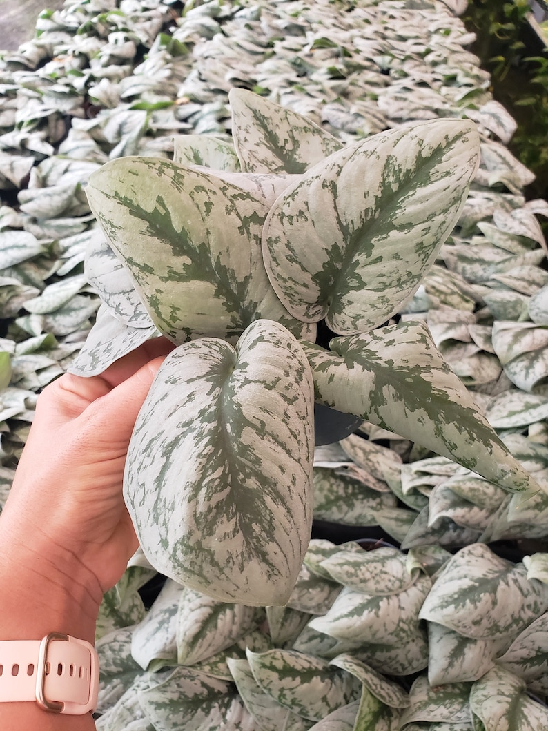Scindapsus pictus Pothos - Thumbnail 5