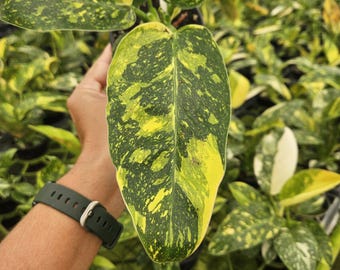 Variegated Green Congo Philodendron Live Plant | Rare Variegated Philodendron | Easy Indoor Tropical Houseplant | Aroid