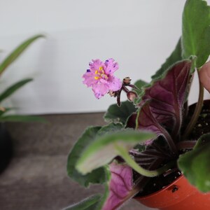 Pode incluir: Uma planta de violeta africana rosa com manchas roxas nas p&eacute;talas e centros amarelos. A planta est&aacute; em um vaso vermelho e tem folhas verdes com o verso roxo.