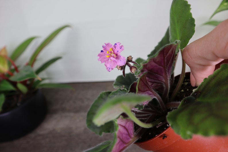 Pode incluir: Uma planta de violeta africana rosa com manchas roxas nas p&eacute;talas e centros amarelos. A planta est&aacute; em um vaso vermelho e tem folhas verdes com o verso roxo.
