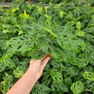 May include: A close-up of a green Monstera adansonii plant with large, perforated leaves. The plant is being held in a hand, and the background is a field of similar plants.