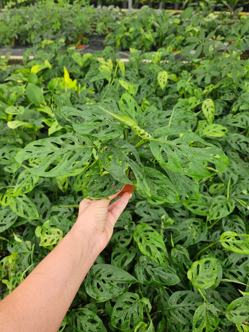 May include: A close-up of a green Monstera adansonii plant with large, perforated leaves. The plant is being held in a hand, and the background is a field of similar plants.