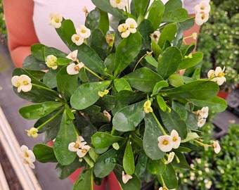 Crown of thorn live plant, white euphorbia milii flowering cactus, full sun outdoor blooming plant  | 2 plants required per order |