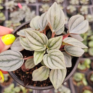 Napoli Lights Peperomia in a 4" pot, Peperomia silver plant *2 item minimum with orders*