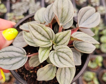 Napoli Lights Peperomia in a 4" pot, Peperomia silver plant *2 item minimum with orders*