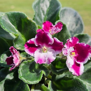 May include: Close-up of an African violet plant with vibrant, bi-colored flowers. The petals are a deep magenta with white edges, surrounding a yellow center. The leaves are a dark green with a velvety texture.