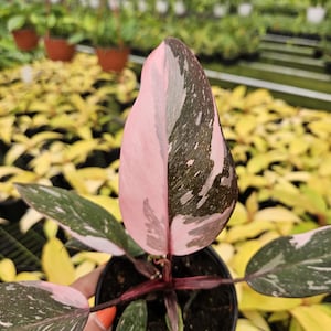 Philodendron Pink Princess plant in a 4&quot; pot, variegated live rare tropical philodendron houseplant | 2 plants required per order |