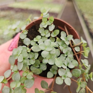 Pilea depressa glauca &#39;silver tiny baby tears&#39; in a miniature 2&quot; pot | 2 plants required per order |