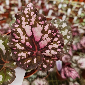May include: Close-up of a Begonia leaf with a dark brown base color and pink and white spots. The leaf has a pink center and a red vein pattern. The plant is in a small brown pot, with other plants in the background.